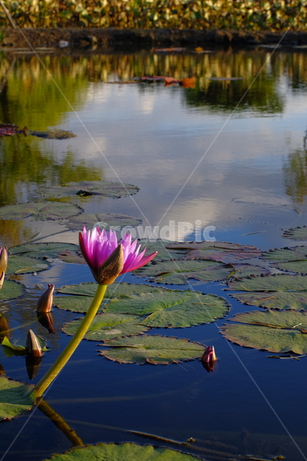 연꽃,꽃잎,연못,궁남지,일몰,분홍,자주색