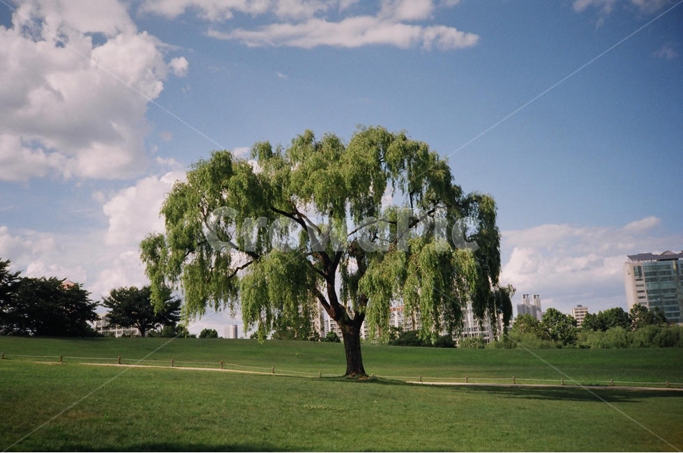 Olympic Park,tree,olympicpark,weeping willow,cloud,Field,weepingwillow,sunny,filmcamera,Sunny,film camera