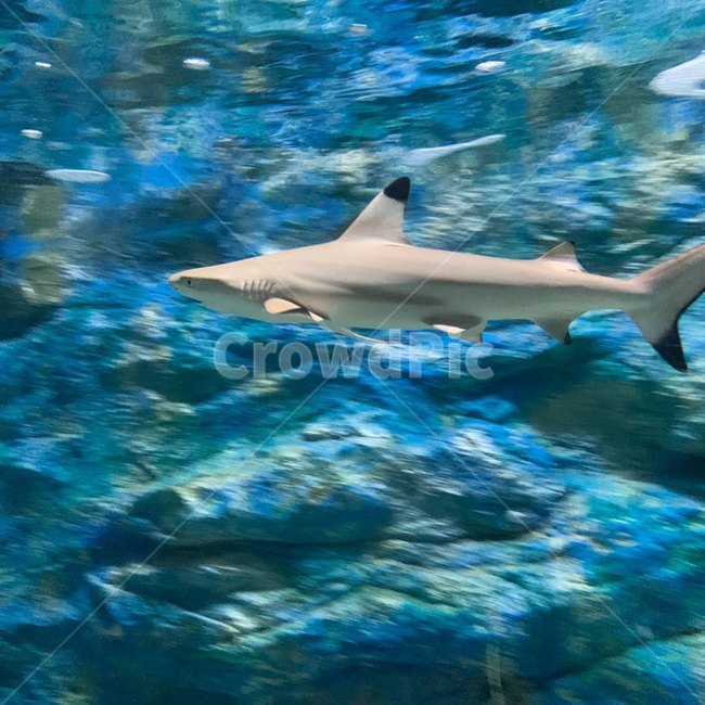 상어,아기상어,물고기,동물원,어항,바다,동물