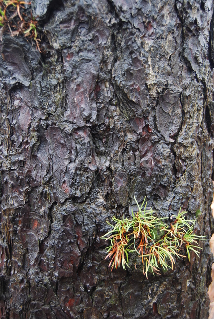갑장산,공원,나무,휴양림,탐방로,식물,자연,plants,nature,나무,trees,wood