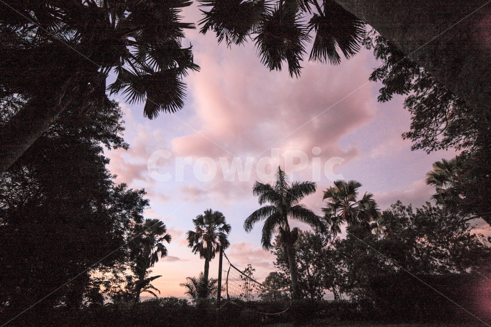 아프리카,우간다,하늘,새벽,여행,일출,자연,풍경,nature,landscape,해외,외국,세계,foreign,oversea,world,세계자연풍경,해외자연풍경,외국자연풍경,world nature landscape,tree,나무,plant,식물