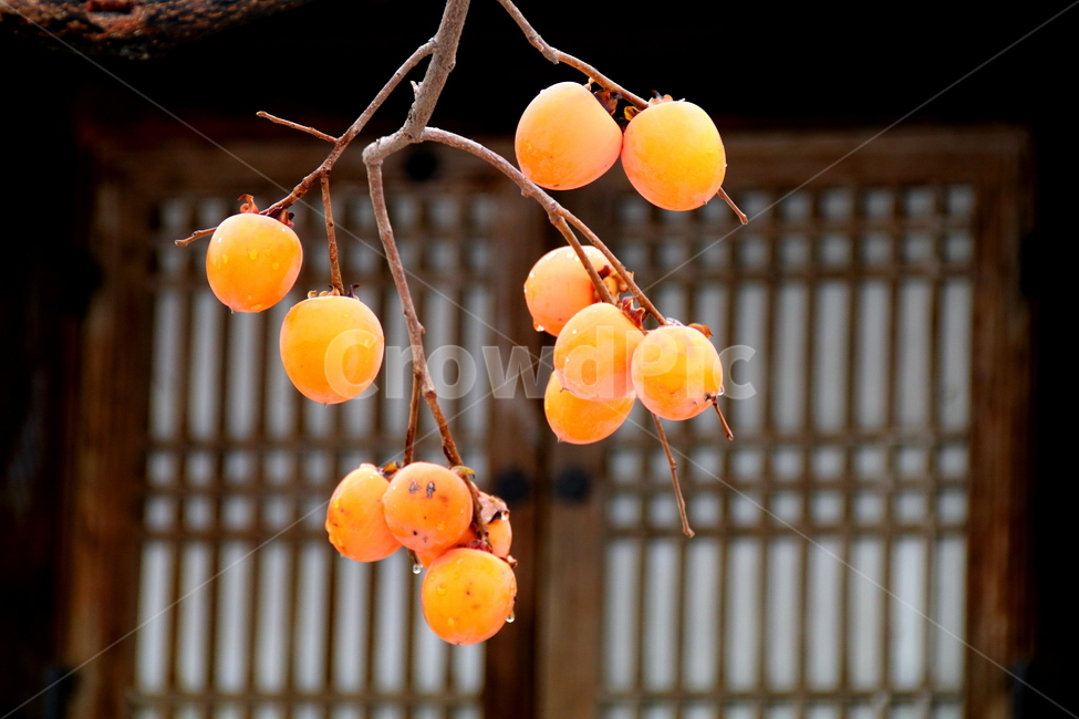 과일,건축물,풍경,가을,계절,식물,자연,plants,nature,나무,trees,wood,과일,열매,fruit