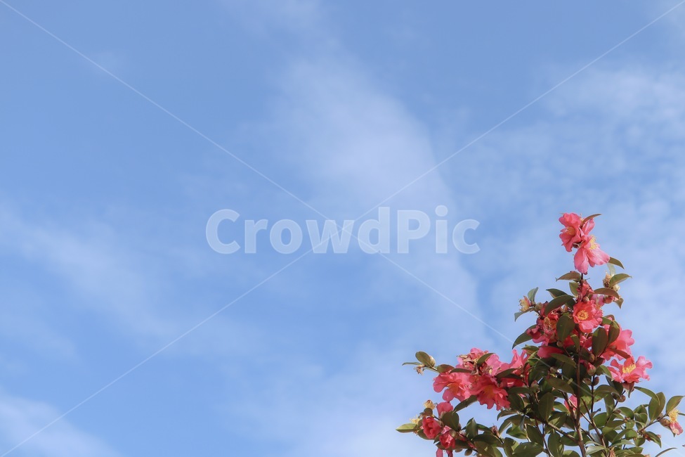 camellia,동백,동백꽃,꽃,flower,sky,하늘,구름,cloud,plant,식물,잎,leaf