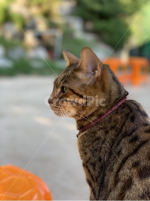 고양이,동물,포유류,animal,mammal,cat,pet,귀여움,cute,동물,animal,포유류,mammal,고양이,cat,kitten,kitty