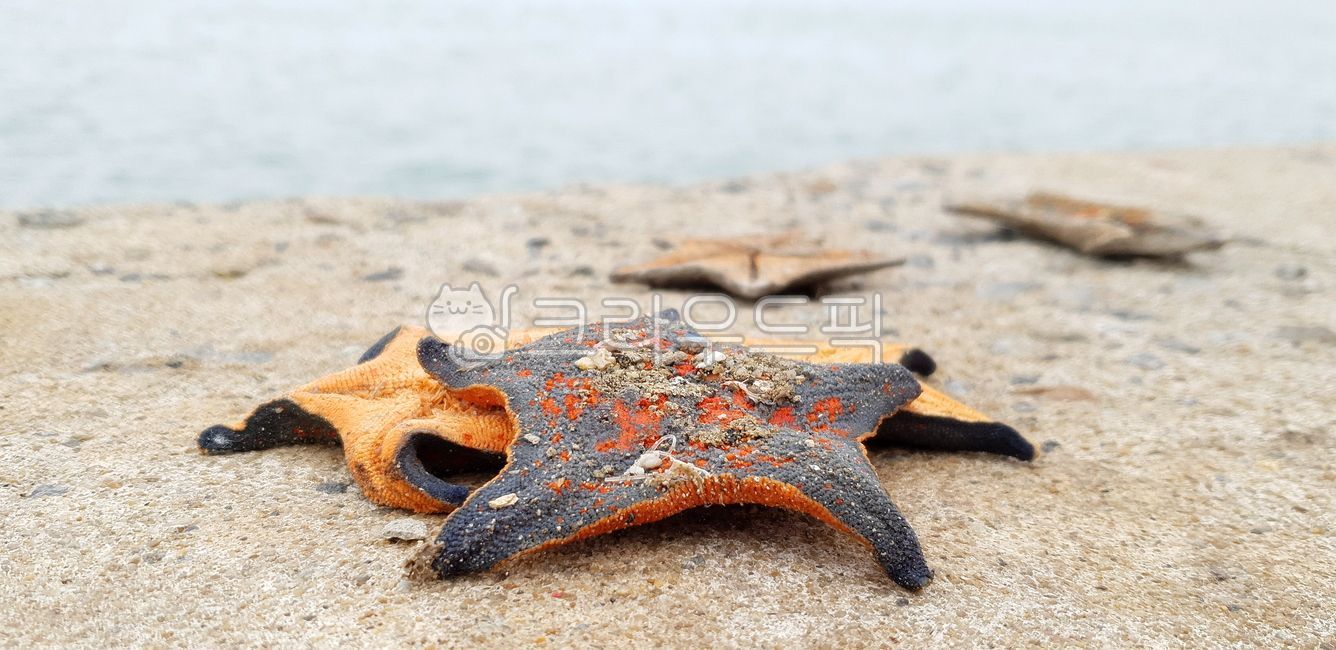 별불가사리,starfish,불가사리,실패불가사리,bluebatstar,죽었다,asterinapectinifera,죽은,말라죽은,batseastar,말라죽다,patiriapectinifera,shrivel,wither,비쩍마른,scrawny,skinny,angular,emaciated,앙상하다,dryup,thin,앙상한,blighted,die,killed,expire,perish,passaway,animal,동물