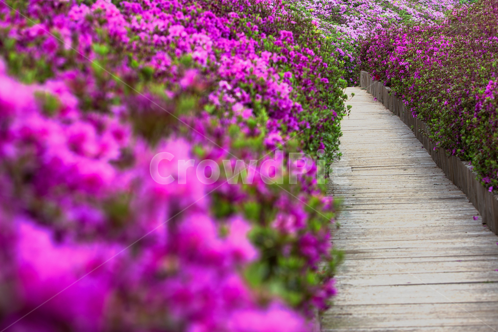 꽃,철쭉,철쭉꽃,군포,군포시,꽃길,산책로,바닥,나무바닥,공원,봄,봄철,4워,풍경,식물,배경,철죽,철쭉축제,군포철쭉축제,철쭉동산,철쭉꽃동산,철쭉꽃밭,꽃밭,분홍색,본홍꽃,royalazalea,park,flower,background,landscape,plant,spring,봄,계절,spring,season,식물,자연,plants,nature,꽃,flower,geranium,제라늄,blossom