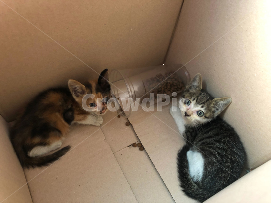 고양이,반려동물,보호소,고양이새끼,동물,동물,animal,포유류,mammal,고양이,cat,kitten,kitty