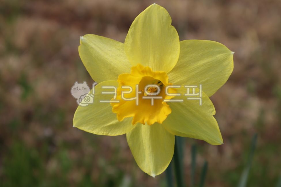 수선화,식물,노란식물,꽃,봄,스프링,여름,플라워,flower,공원,자연,plant