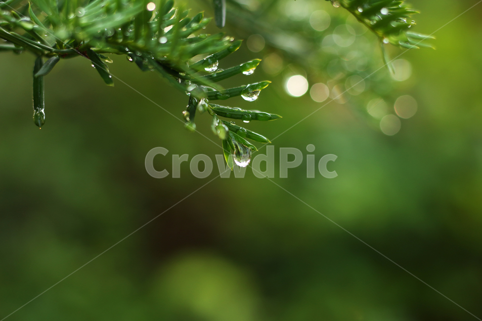 wetlesves,leaf,물방울,잎사귀,나뭇잎