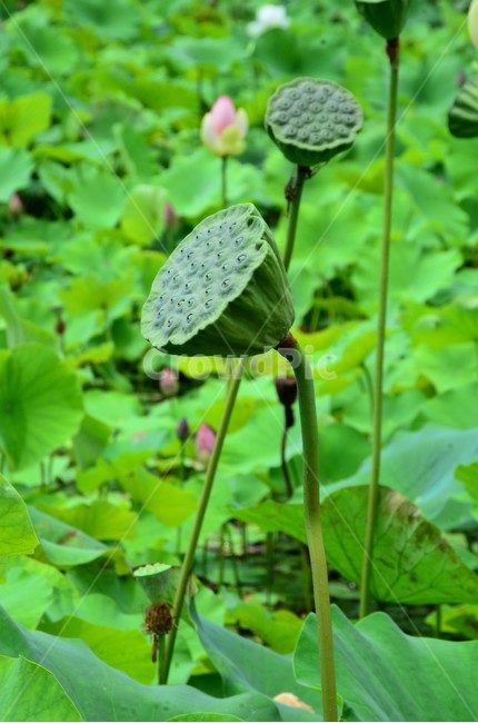 Cleanliness,divinity,Speakers room,Department of Training,perennial plant,Lotus,aquatic plants