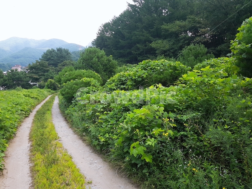 산,숲,숲길,자연,초록,식물,잡초,산길,나무