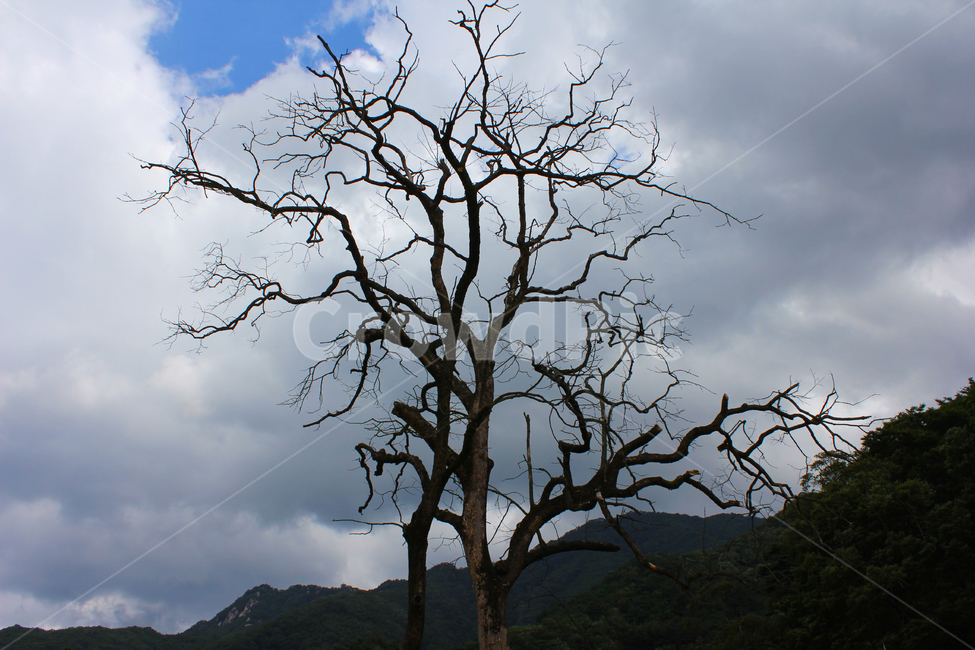 하늘,구름,나무,산,나뭇가지,자연,먹구름,식물,자연,plants,nature,나무,trees,wood