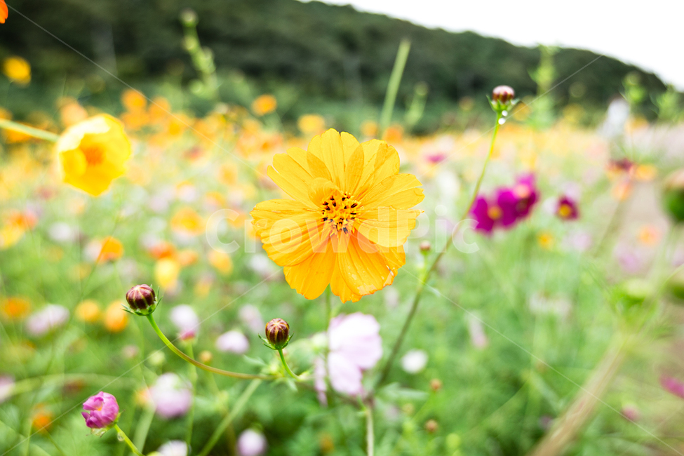 노란색,노란꽃,코스모스,꽃밭,가을,황하코스모스,korea,cosmos,flower,식물,자연,plants,nature,꽃,flower