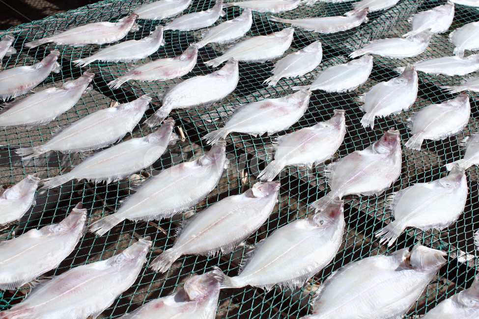 seafood,muzzle,fish drying,fish market,dried fish