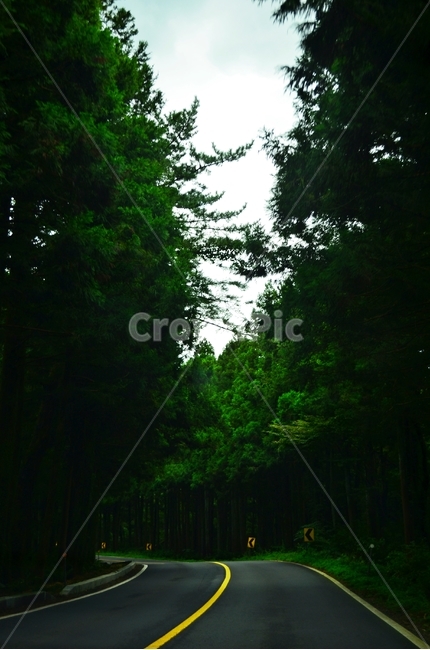숲,숲길,나무,자연풍경,삼나무,자연,초록색,green,삼나무길,자연,풍경,nature,landscape,교통,교통수단,traffic,transportation,fir,전나무,tree,plant,식물