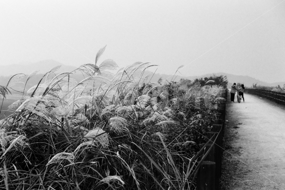 우포늪,창녕우포늪,갈대,갈대밭,흑백사진,자연,풍경,nature,landscape,사람,인물,인간,human,person,연인,커플,사랑,lover,couple,흑백,모노톤,monochrome,black and white,grass,잔디,plant,식물,outdoors,옥외