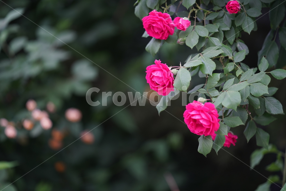 장미,로즈,식물,생물,생명,rose,레드,red,붉은,색감,컬러,꽃,플라워