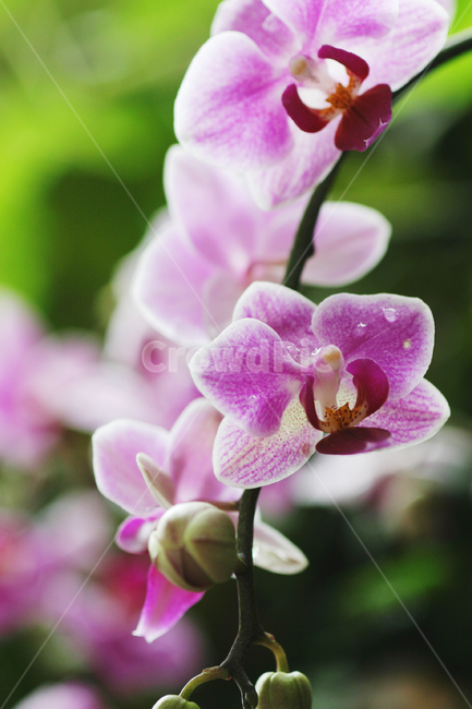 호접란,꽃사진,꽃,이슬,꽃이슬,식물,자연,plants,nature,꽃,flower