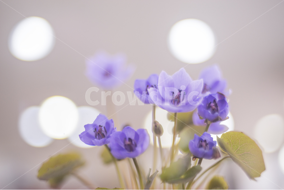 Corolla plant,spring flowers,wildflowers,bokeh,Corolla flower