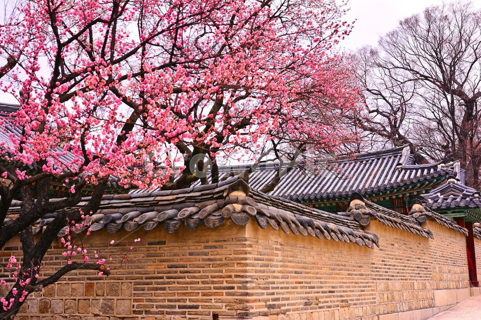 한국전통,고궁,봄풍경,봄꽃,창덕궁,봄배경,바탕,백그라운드,traditional,korean,spring,flowers,background,기와집,궁궐,조선시대,서울,명소,건축물,돌담,전통,보존,왕,집,하우스,house,ancientpalace,분홍색꽃,봄,시즌,계절,봄,계절,spring,season,한국전통,한국문화,korean traditional,korean culture,건축물,건물외관,exterior,building,structure,architecture,construction,plant,식물