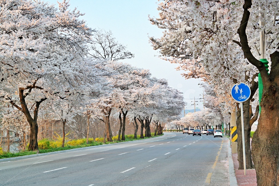 벚꽃길,벚꽃,꽃놀이,벚꽃도로,구미강변도로,꽃길,벚나무,봄풍경,봄나들이,cherryblossom