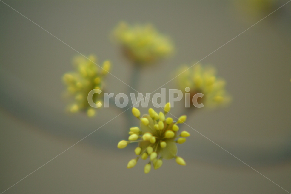 plant,식물,꽃,꽃봉우리,접사,봉우리,식물,자연,plants,nature,꽃,flower