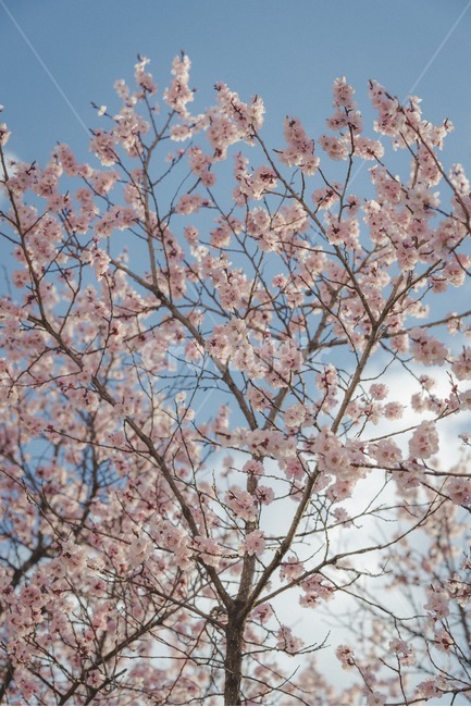 꽃,봄,벚꽃,설렘,사랑,연애,데이트,봄,계절,spring,season,식물,자연,plants,nature,꽃,flower,plant,blossom,cherry blossom