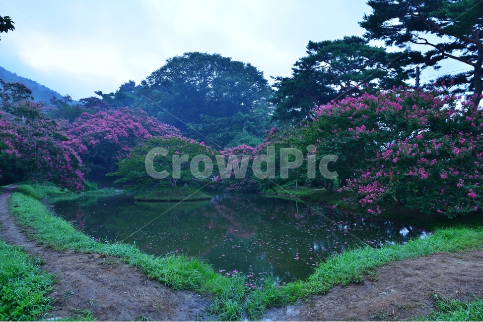 담양,명옥헌,명옥헌원림,문화재,배롱나무,배롱나무꽃,명옥헌배롱나무,경치,경관,풍경,outdoors,옥외,water,물,nature,자연,자연,풍경,nature,landscape