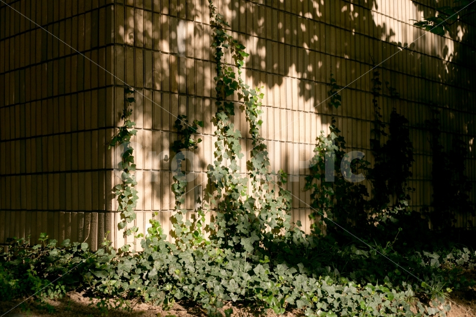 그림자,풀,담쟁이,식물,풍경,그늘,식물,자연,plants,nature,건축물,건물외관,exterior,building,structure,architecture,construction,감성,sensible,feeling