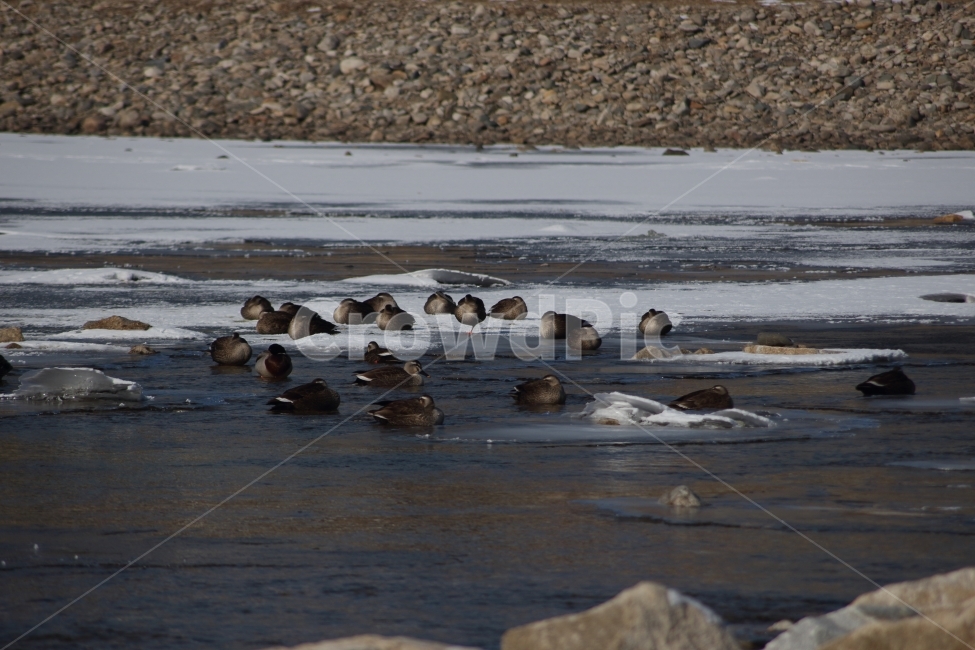 오리,흰뺨검둥오리,duck,새,조류,동물,강,얼음,눈,겨울,추운날,겨울,계절,winter,season,동물,animal,조류,새,birds