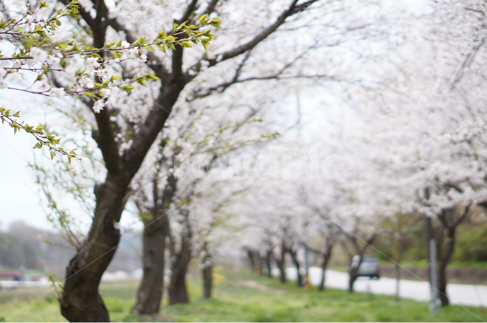 벚꽃길,봄,풍경,흐림,벚꽃,봄,계절,spring,season,자연,풍경,nature,landscape,식물,plants,나무,trees,wood,plant,tree,tree trunk,나무 줄기