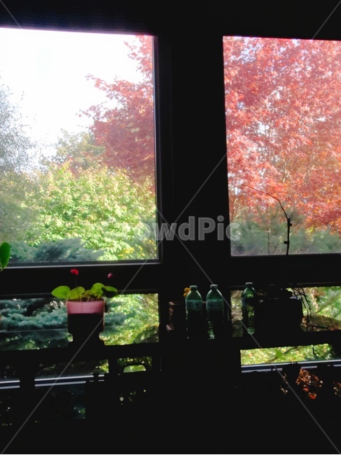 풍경,식물,단풍,나무,단풍풍경,가을,가을단풍,가을풍경,가을,계절,fall,autumn,season