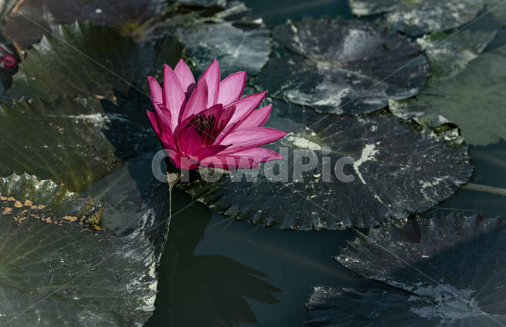 pond,humus plant,innocence,reflection,training,Lotus,flower,lotus leaf,plant,Emotion,marsh,water plants
