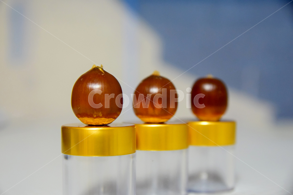 열매,도토리,도토리알,도토리나무열매,구체,동그란,과실,과일,열매,fruit