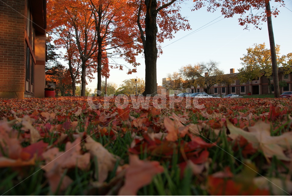 가을,낙엽,붉은색,빨강,잔디밭,가을,계절,fall,autumn,season,leaf,잎,plant,식물,tree,나무,maple,단풍
