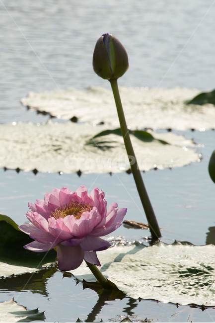 자연,꽃,연꽃,수련,빅토리아,식물,자연,plants,nature,꽃,flower
