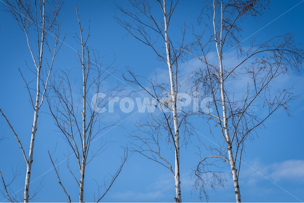 tree,나무,plant,식물,자작나무,하늘,맑은,자연,풍경,nature,landscape