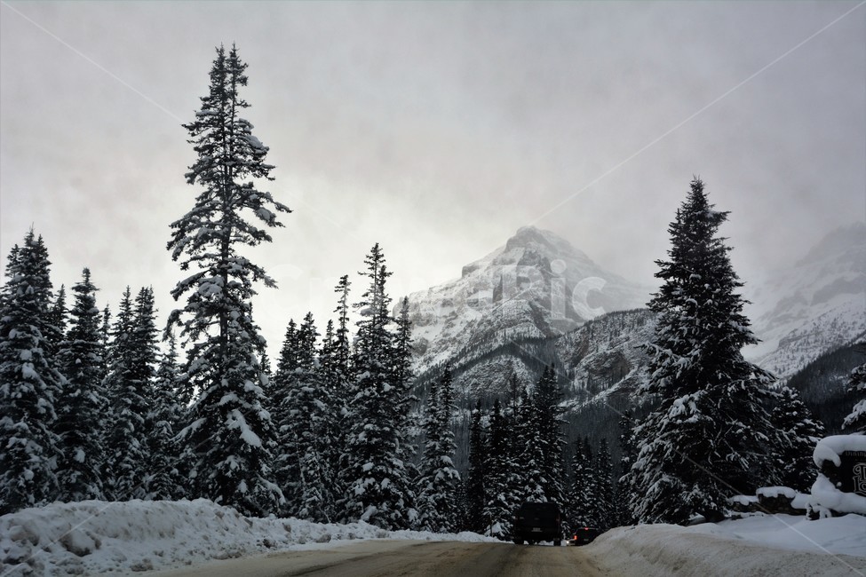 설산,산,장엄,대자연,소나무,겨울,계절,winter,season,자연,풍경,nature,landscape,해외,외국,세계,foreign,oversea,world,세계자연풍경,해외자연풍경,외국자연풍경,world nature landscape,plant,식물,tree,나무,abies,아비,fir,전나무