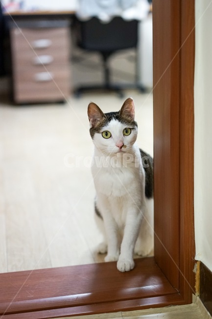 고양이,동물,애완동물,야옹이,코숏,동물,animal,포유류,mammal,고양이,cat,kitten,kitty