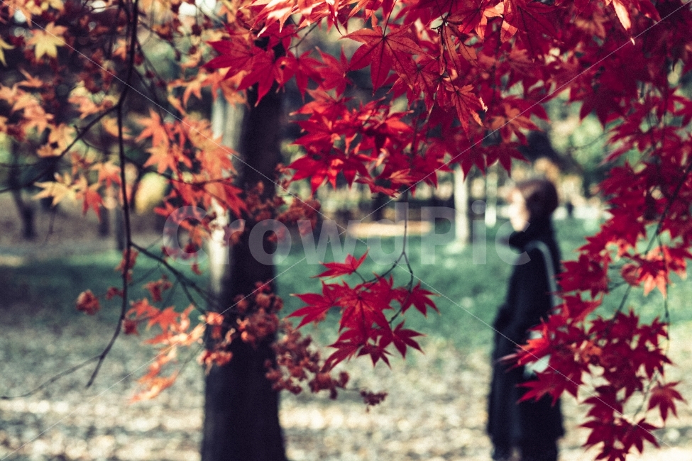 가을,단풍,계절,자연,사람,가을,계절,fall,autumn,season,식물,자연,plants,nature,나무,trees,wood,사람,인물,인간,human,person,여성,여자,woman,female,lady,인물실루엣,사람실루엣,character silhouette,human silhouette,감성,sensible,feeling,고독함,외로움,쓸쓸함,우울함,슬픔,lonely,solitary,plant,leaf,잎,tree,maple