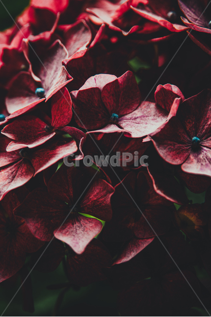 수국,꽃,자연,식물,여름,색감,식물,자연,plants,nature,꽃,flower