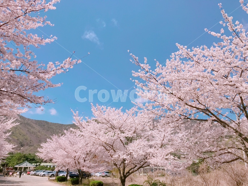 봄벚꽃,벚꽃,길가벚꽃,만개한벚꽃,양사이드벚꽃,봄,봄,계절,spring,season,자연,풍경,nature,landscape,plant,식물,flower,꽃,blossom