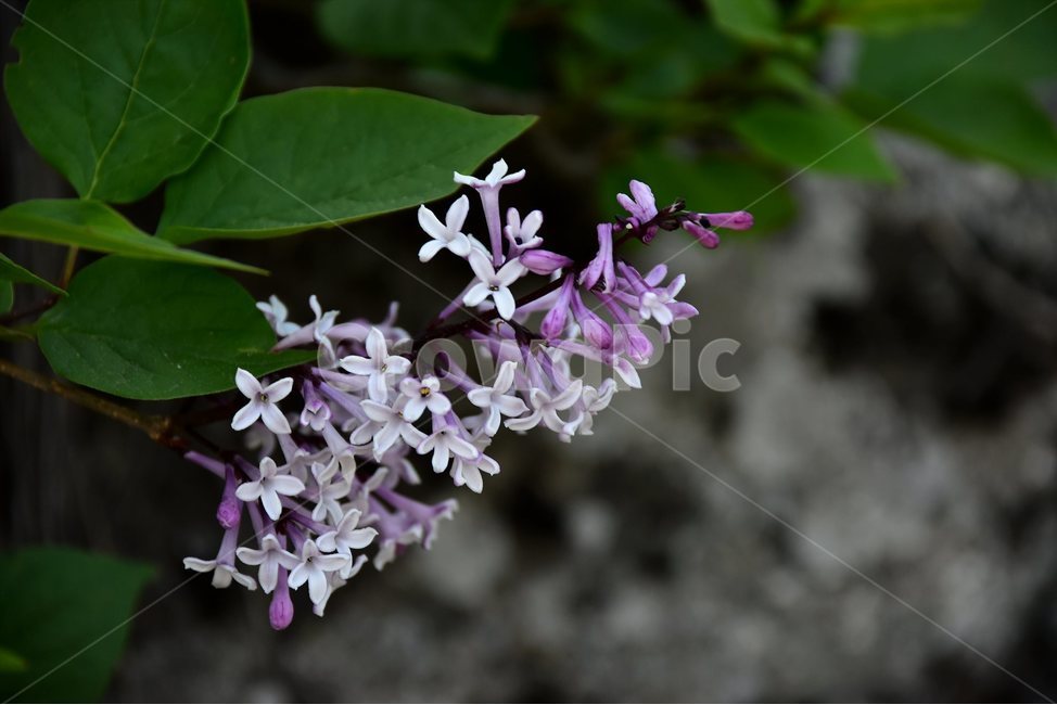 정향나무,야생화,꽃,식물,자연,생태,플라워,flower,plants,nature,식물,자연,plants,nature,꽃,flower