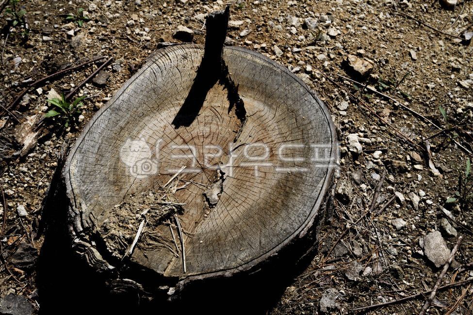 forest,forest development,beoljae,annual zone,stub,tree,woodwood,felling,tree felling