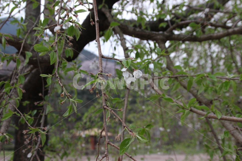 벚꽃길,벚꽃,꽃,새순,벚꽃나무,식물,자연,plants,nature,꽃,flower
