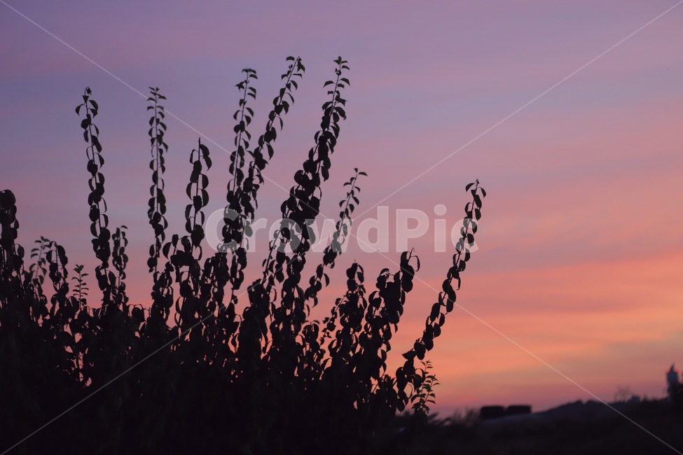하늘,노을,나무,보라색,감성,구름,자연,자연,풍경,nature,landscape,outdoors,옥외,dawn,새벽,red sky,붉은 하늘,sunset,일몰,sky,dusk,황혼,silhouette,실루엣