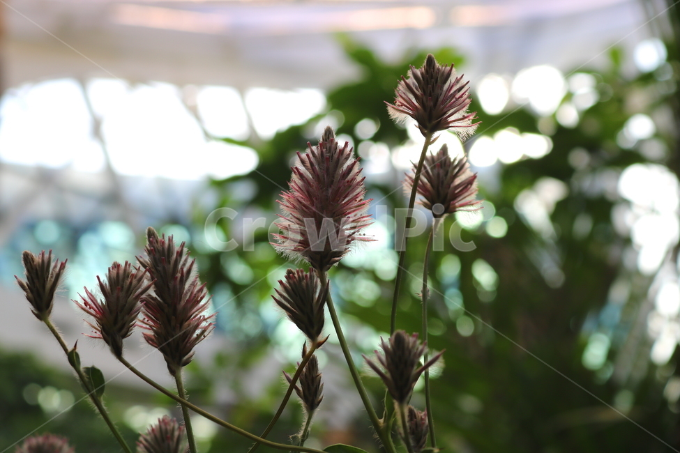 프틸로투스,꽃,프틸로투스꽃,식물,자연,비름과,식물원,식물,자연,plants,nature,꽃,flower