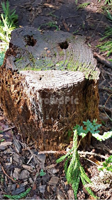 숲,나무,tree,자연,옥외,식물,plant