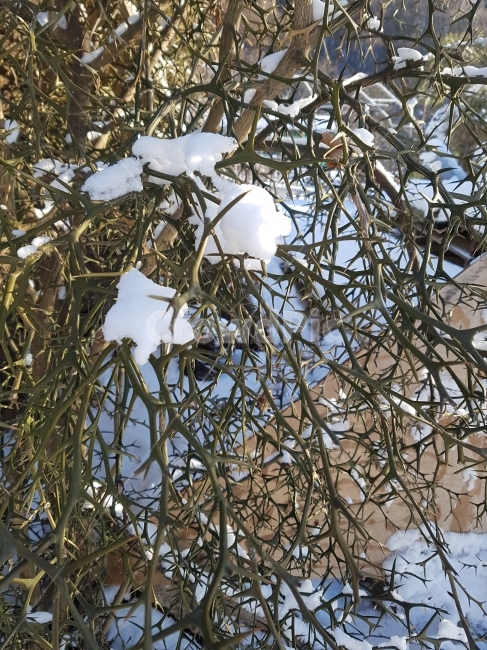 가시,파란가시,눈,초록가시,겨울,겨울,계절,winter,season,식물,자연,plants,nature