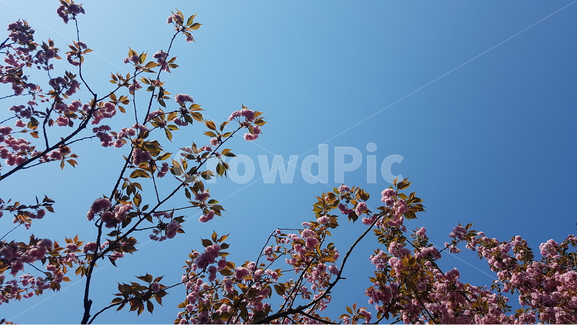 겹벚꽃,벚꽃,봄,꽃,핑크,cherryblossom,분홍,분홍색,하늘,자연,flower,flowers,spring,nature,plants,계절,pink,season,식물,왕벚꽃,풍경,landscape,꽃잎,sky,봄,계절,spring,season,식물,자연,plants,nature,꽃,flower,leaf,잎,plant
